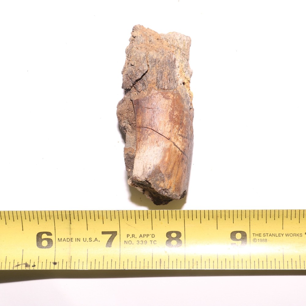 Small Dinosaur Rib Section from Hell Creek Formation Cretaceous - Nice Quality