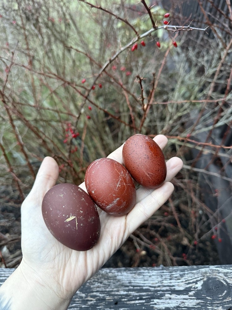 12+ Black Copper Marans • NPIP/AI Clean
