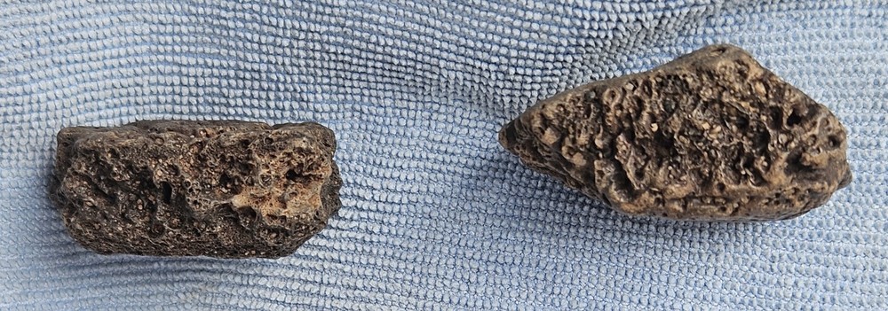 Pair Glyptotherium floridanum Osteoderms Peace River FL Pleistocene Fossils