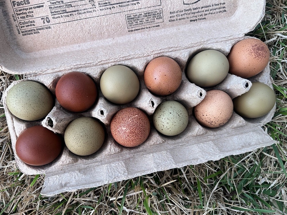 🐣RAINBOW HATCHING EGGS - NOT BARNYARD MIX MARANS - OLIVE EGGERS - WELSUMMER🐣
