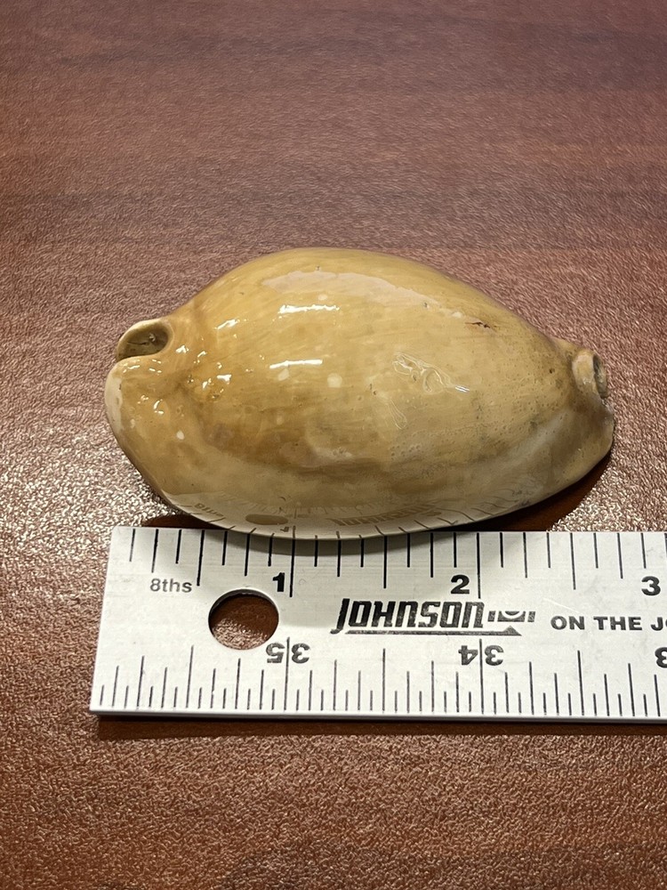 Fossilized Extinct COWRIE Shell From Central Florida, Pliocene Era.
