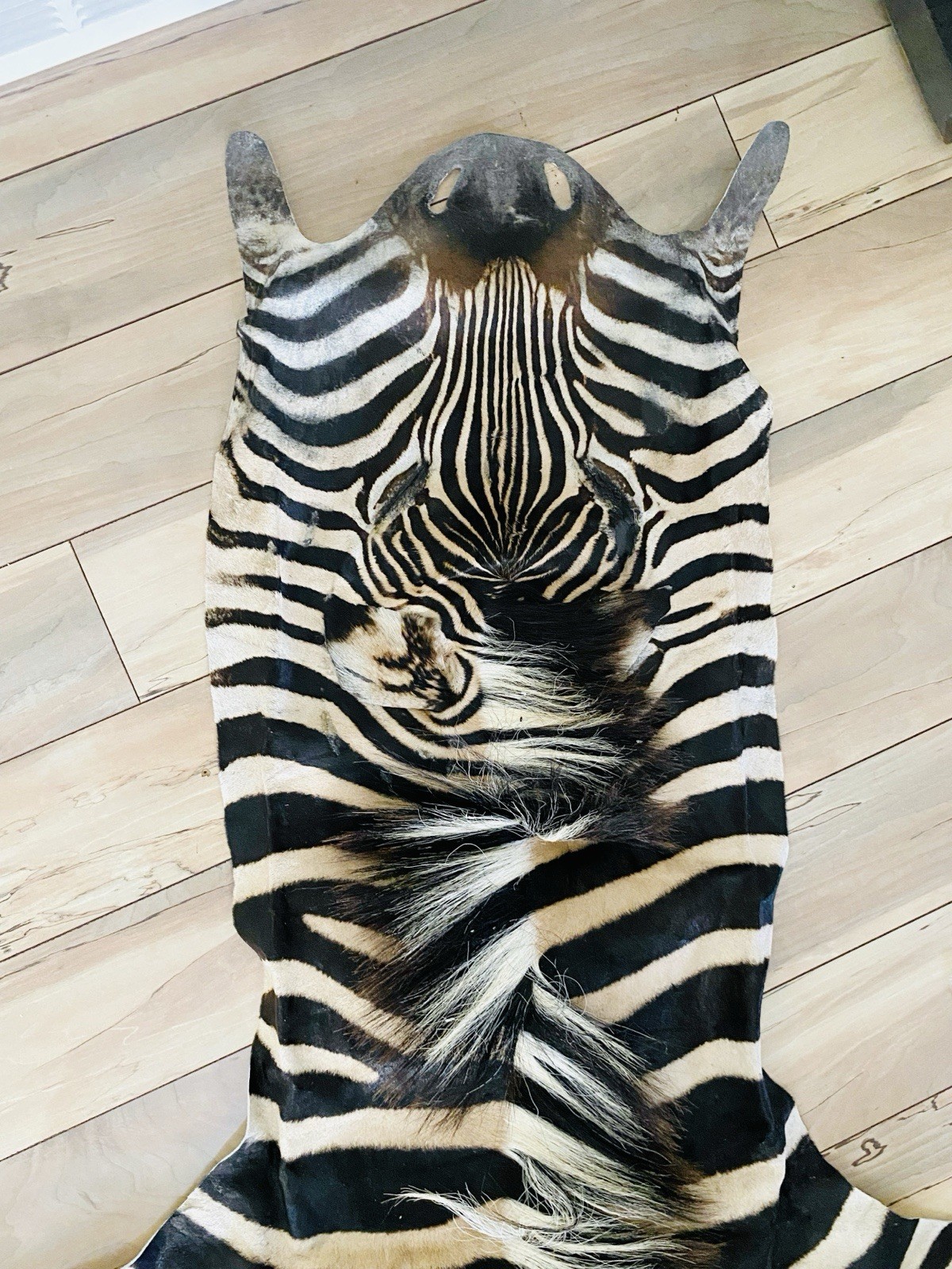 BEAUTIFUL GENUINE EQUUS BURCHELL ZEBRA SKIN RUG HIDE - US SHIPPER