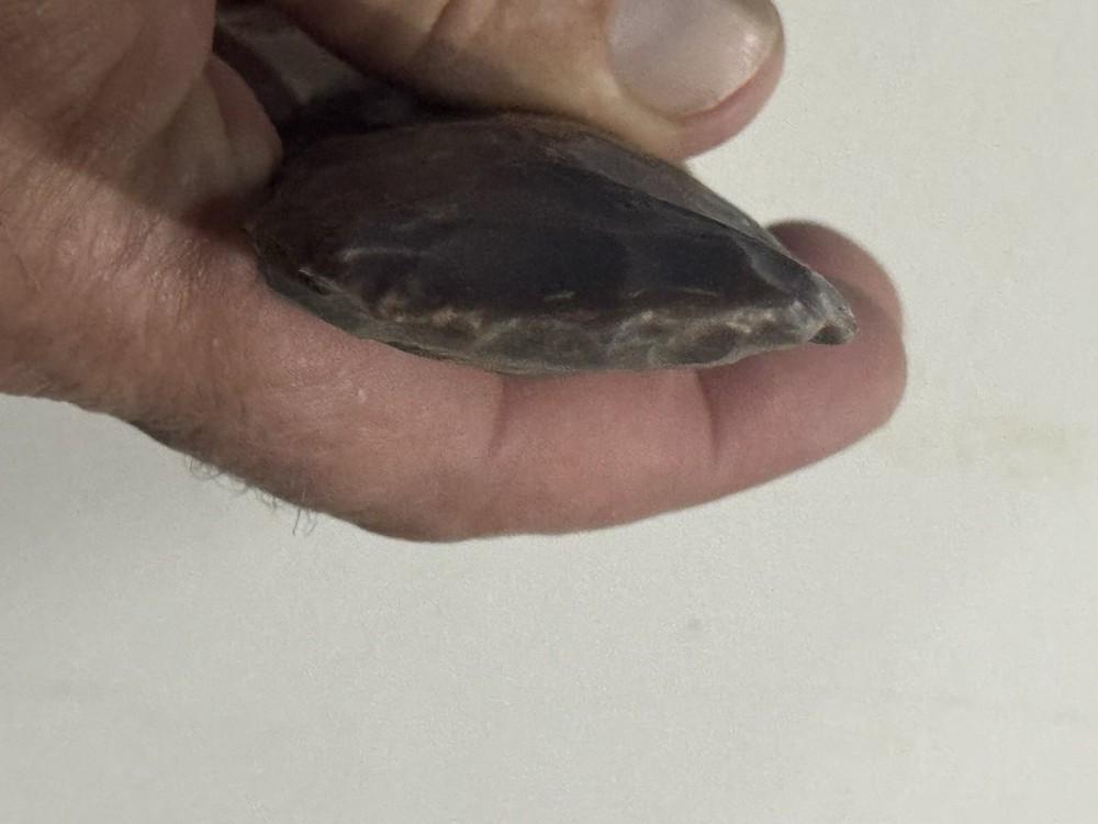 6-3/4 Inch Neolithic Tool