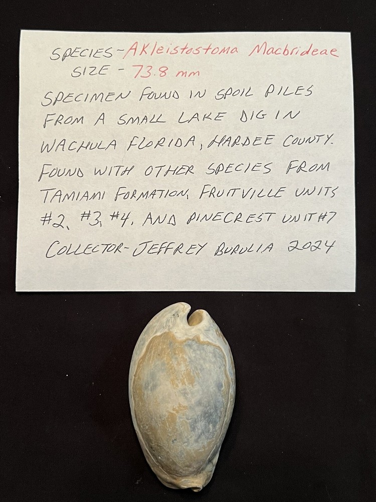 EXTINCT Fossilized COWRIE Shell ( Akleistostoma Macbrideae ) From Central Fl