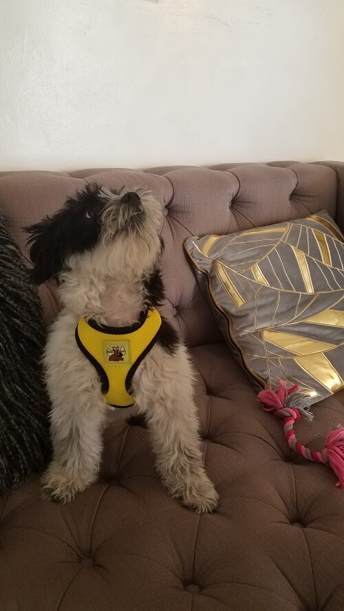 No Pull Dog Harness Adjustable Reflective Breathable No Choke Puppy Harness