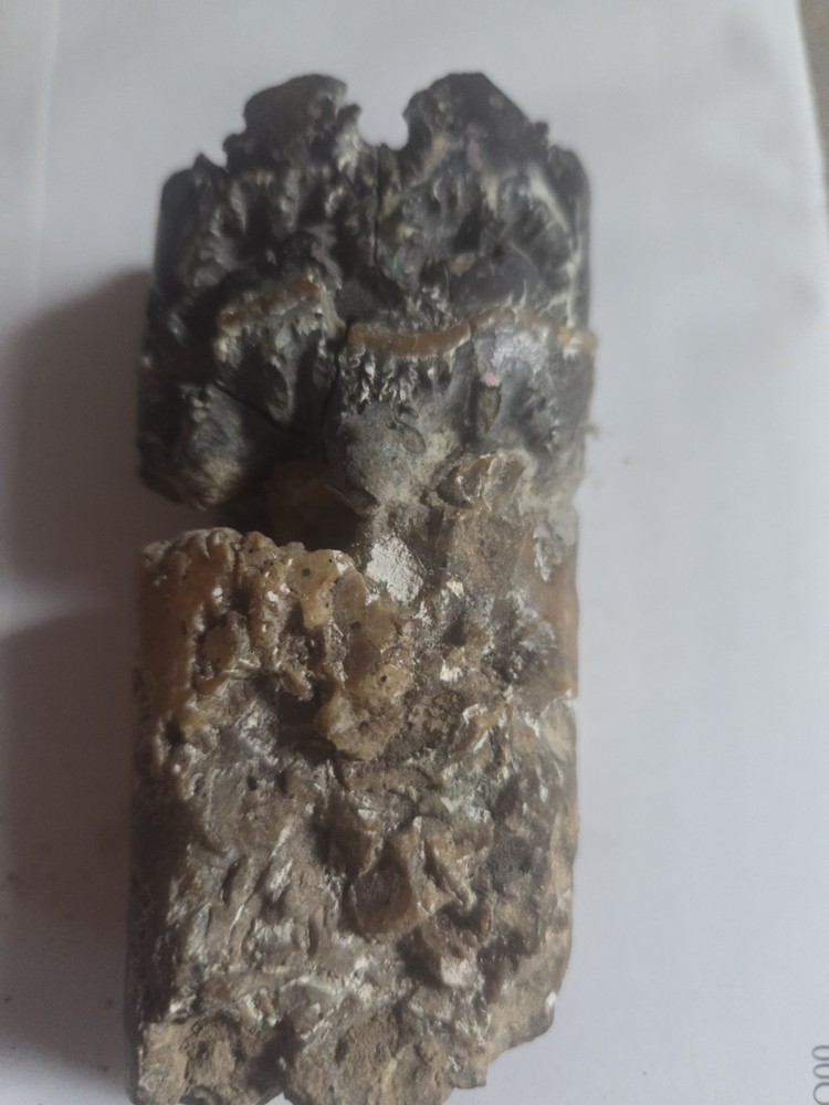 Large Baculite Fossil