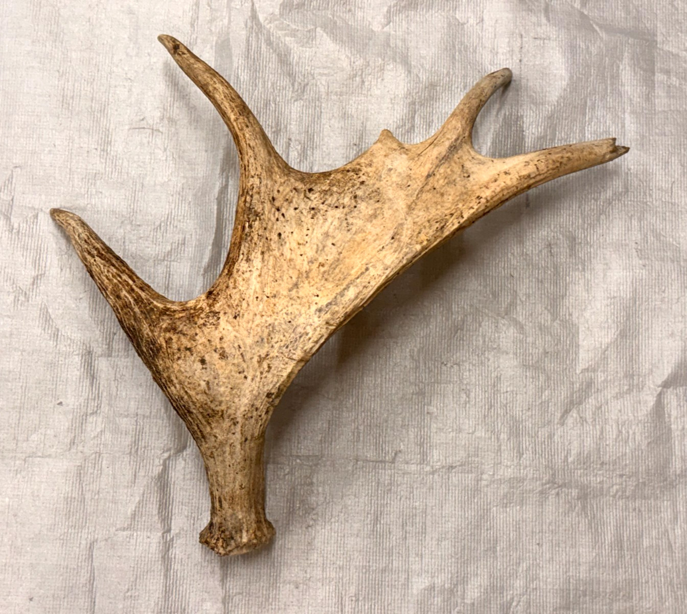 Real moose antler craft natural art antlers decor rustic home cabin gift display