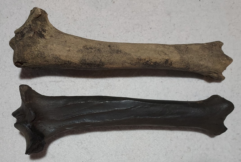 Bison Left & Right Tibia Bone Fossil from Ice Age