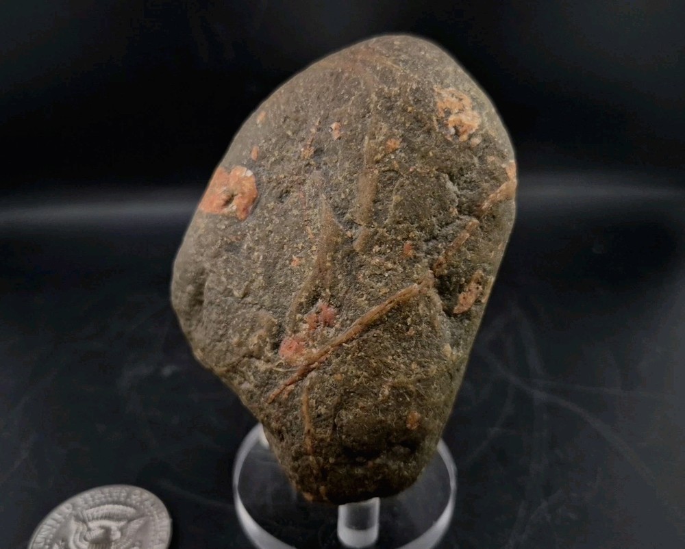 Real Permineralized Dinosaur Half Egg Embro