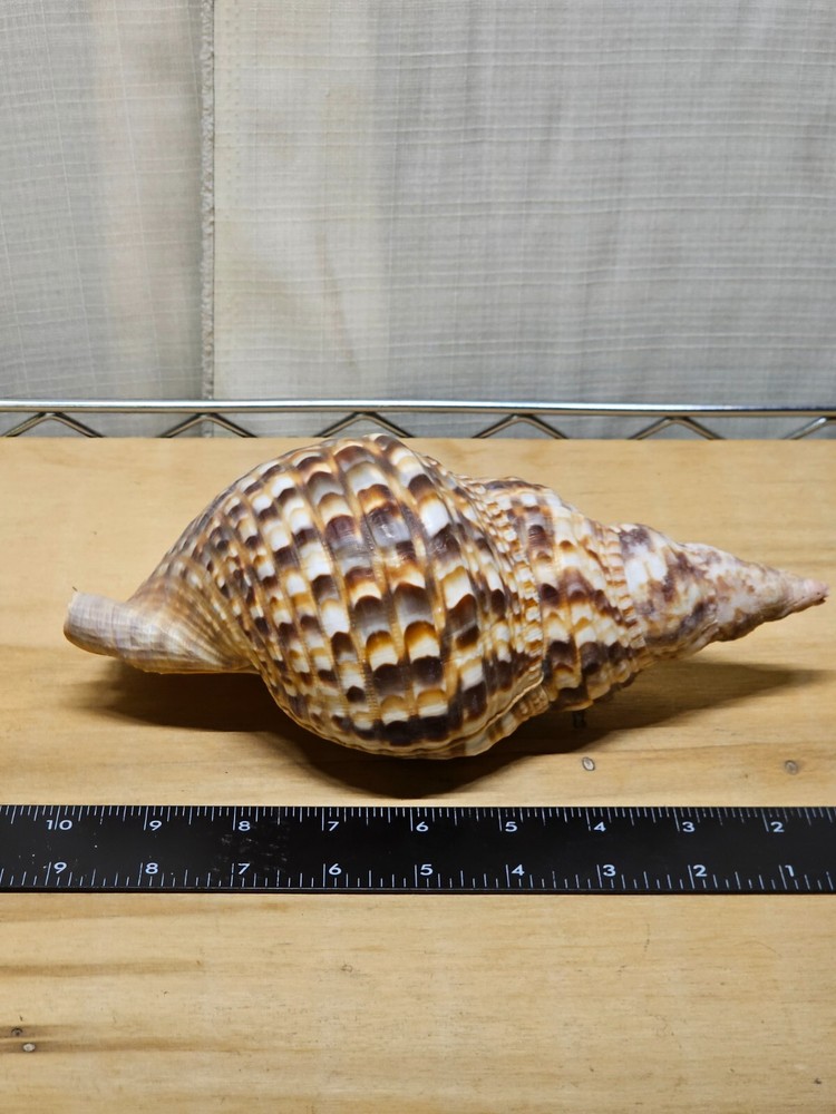 Large Triton Decorative Shell Seashell Table Top Centerpiece 7-8"