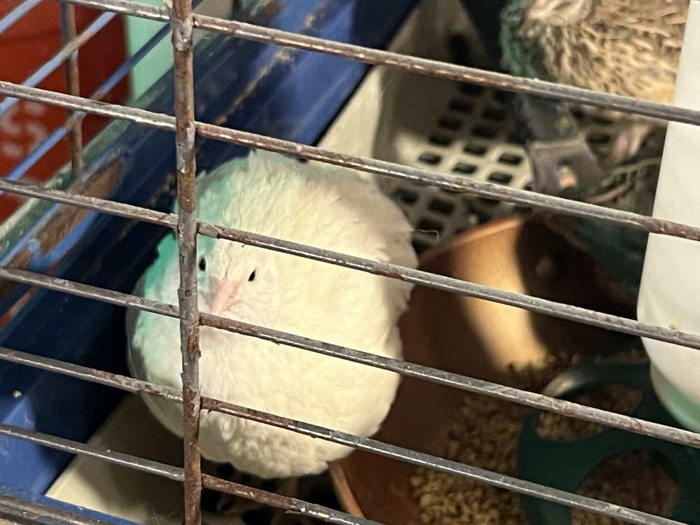 42 + 6 Extra Hatching Coturnix Jumbo Quail