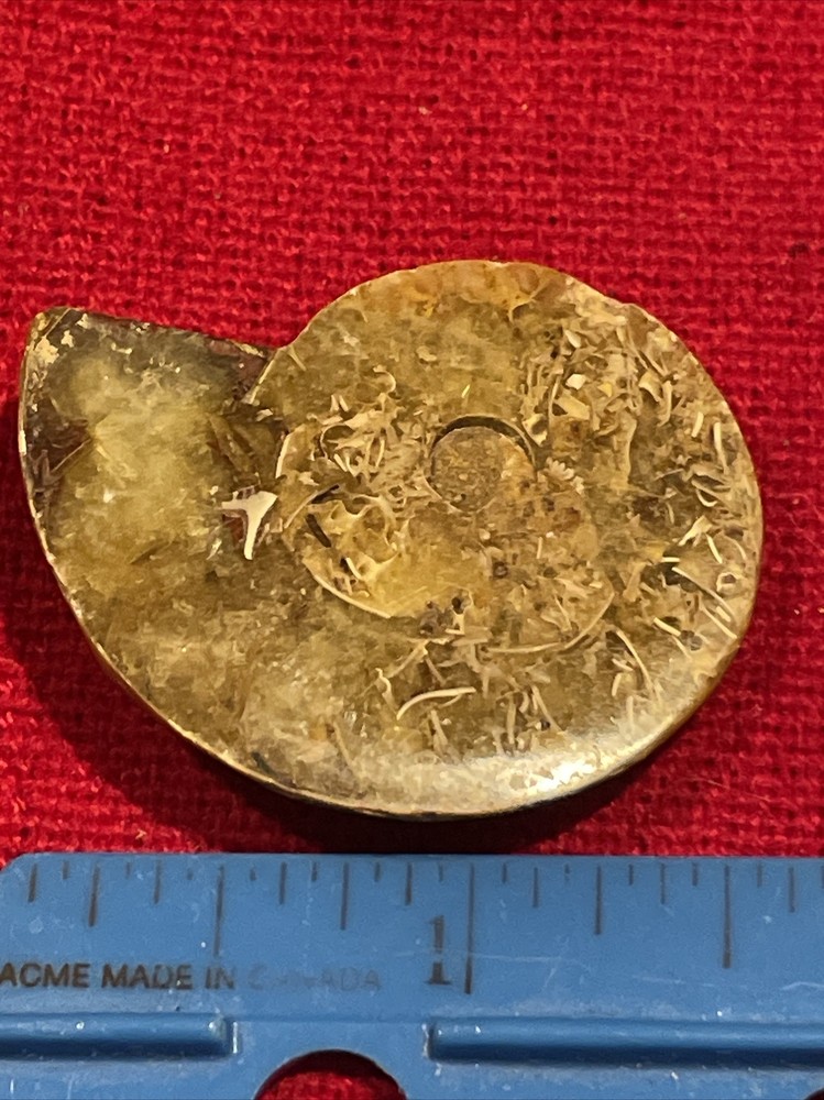 prehistoric Sea animals, Fossilized