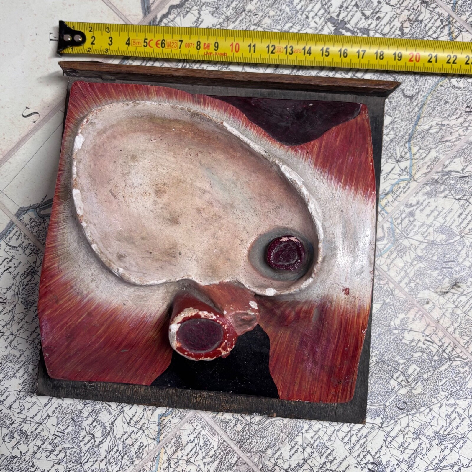 Rare 1930s Soviet Anatomical Model Dissectible Heart & Pelvic Vascular Section