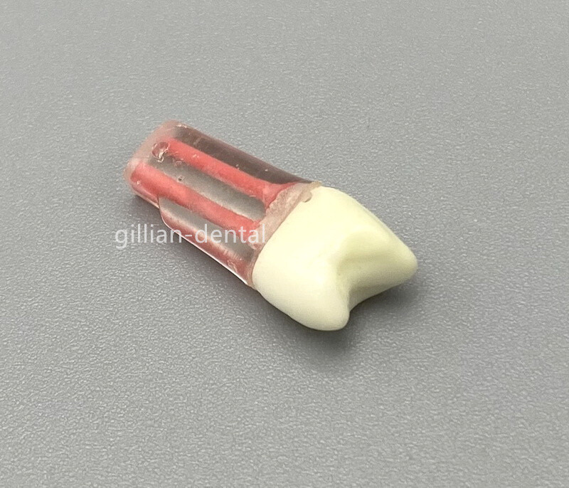 #24 Dental Study Practice Model Root Canal Teeth Endodontic Pulp RCT End File