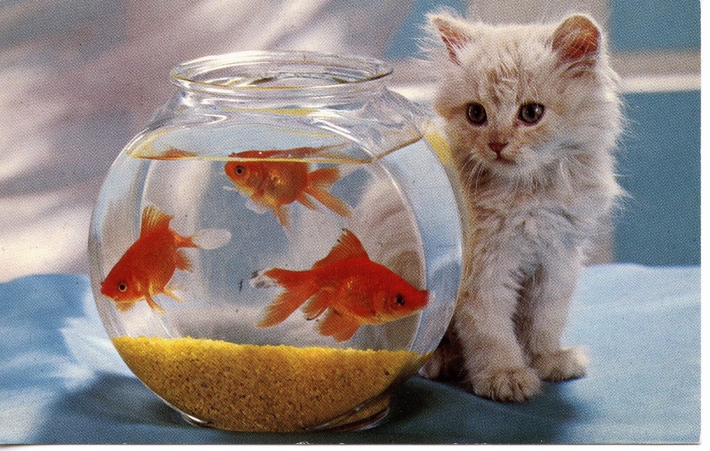 WATCHING & WAITING - PC916