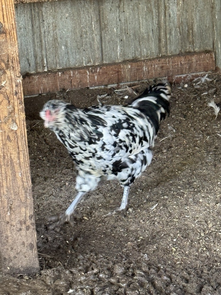 6+ Ermine ameraucana hatching Eggs