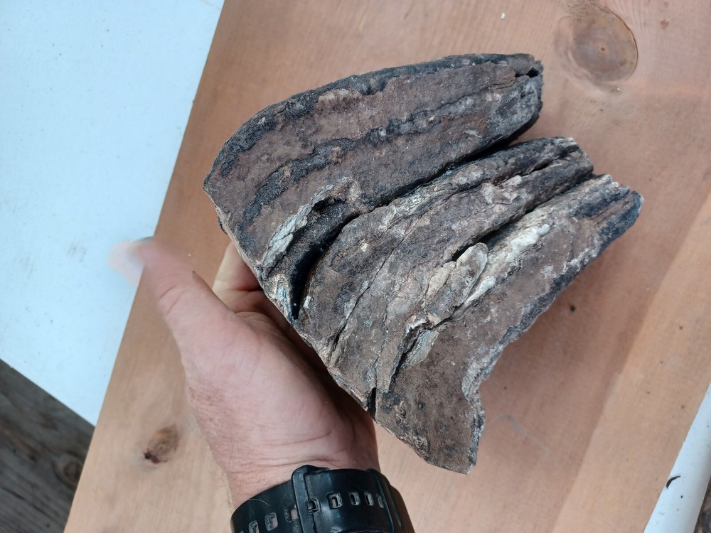 Fossil Tooth From Bone Valley Formation Peace River Florida #2