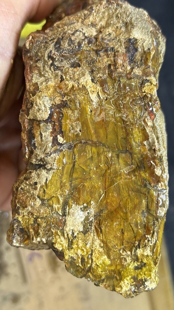 petrified wood Full Round