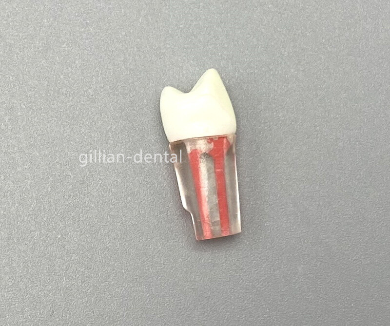 #24 Dental Study Practice Model Root Canal Teeth Endodontic Pulp RCT End File
