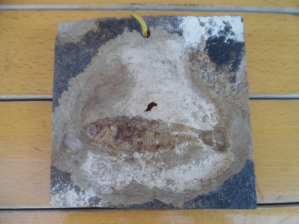 fossil fish herring Eocene green