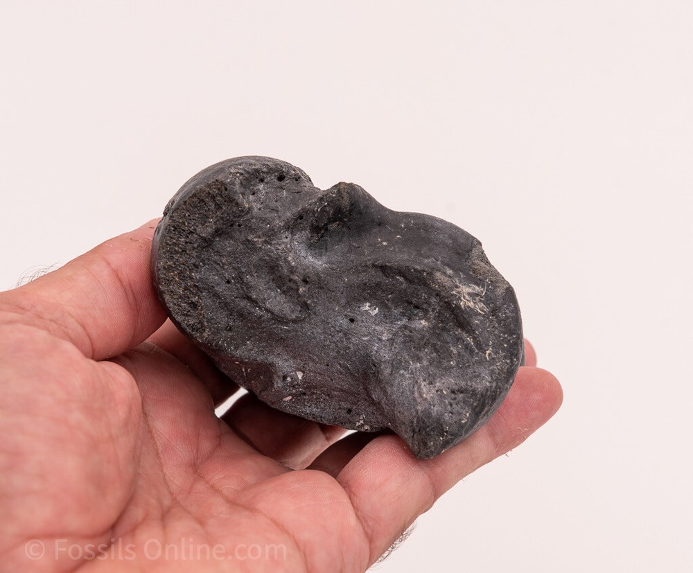 Solid Fossil Bison Astragalus Ankle Bone Venice, FL