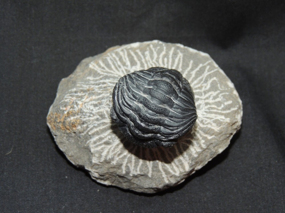 Devonian Phacops Fossil Trilobite 2 1/4" wide (t-4)