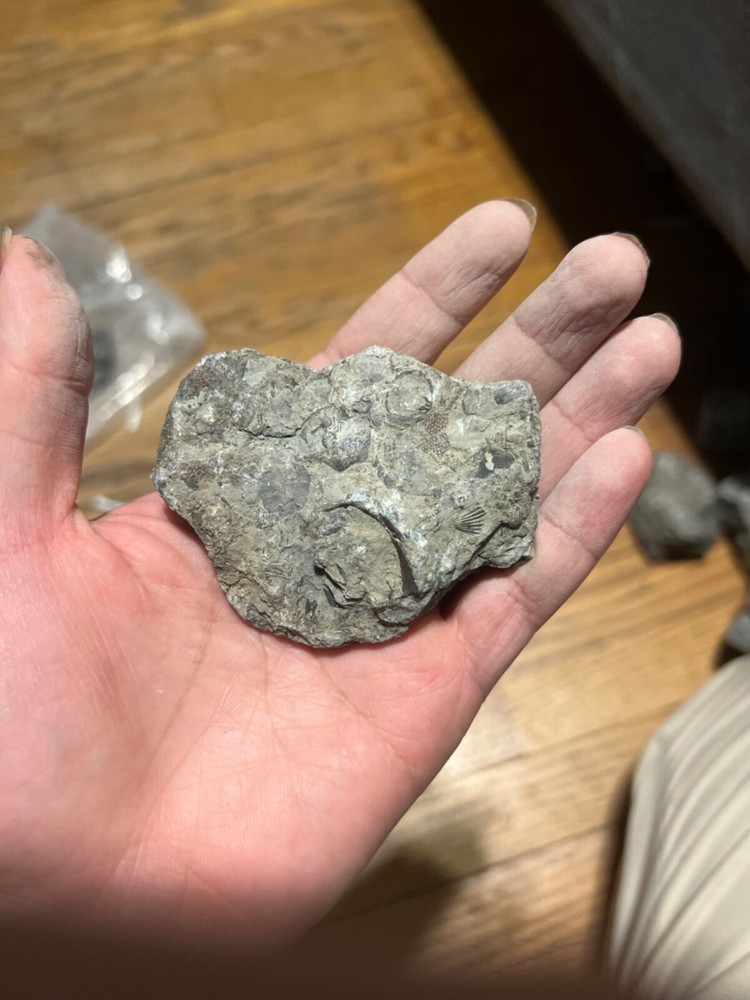fossil rocks marine creatures