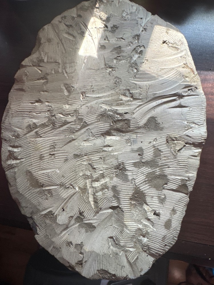 Trilobite Fossil Large 9 Inches See Note