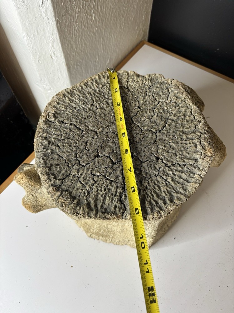 Whale Vertebrae Fossilized LARGE