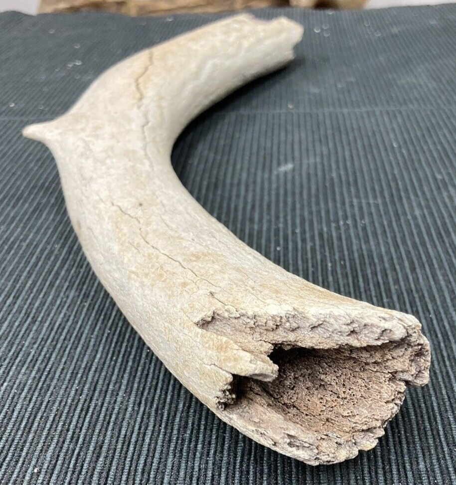Large Fossil Specimen, Bone, 347mm