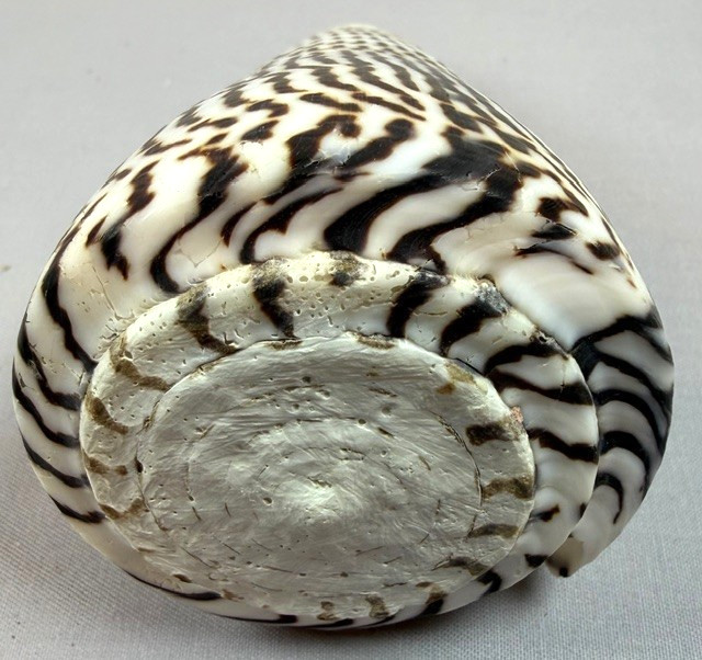Conus Litteratus 108mm Large Cone Shell Zebra pattern Collector w/data Operculum