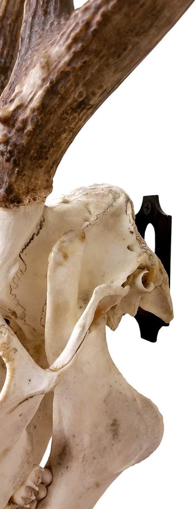Versatile Skull Mounts for Deer, Bear & More - Cost-Effective Display Solution