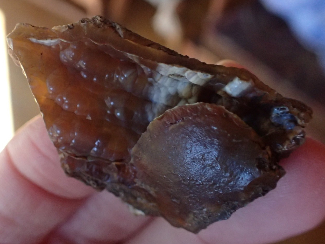 Botryoidal Fossil Coral Geode Fragment GA Agate Amber Ocean Specimen Gem WC17
