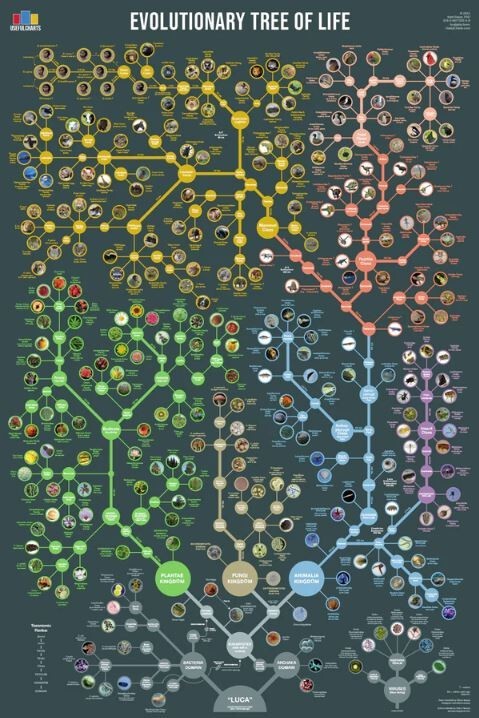 Evolutionary Tree of Life Poster, 24"x36"