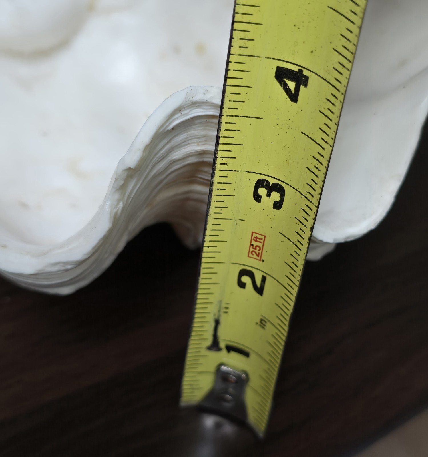 8½" Natural Giant Clam Shell Tridacna Gigas Seashell Nautical Decor Beach House