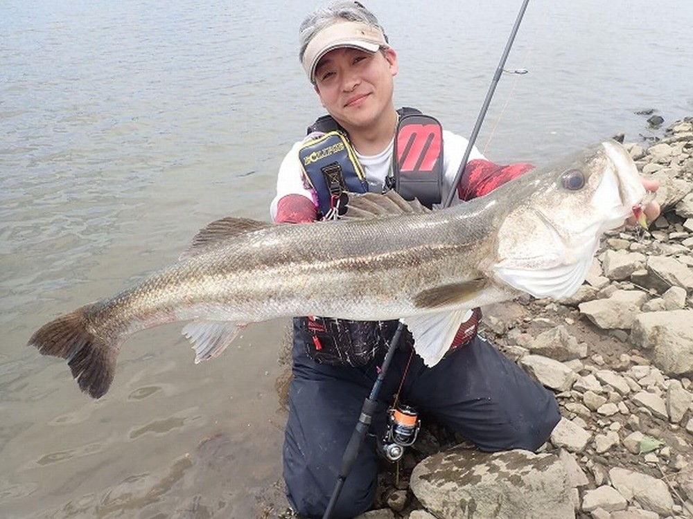 NEW Shimano Eclipse AXIA TRACK Japan