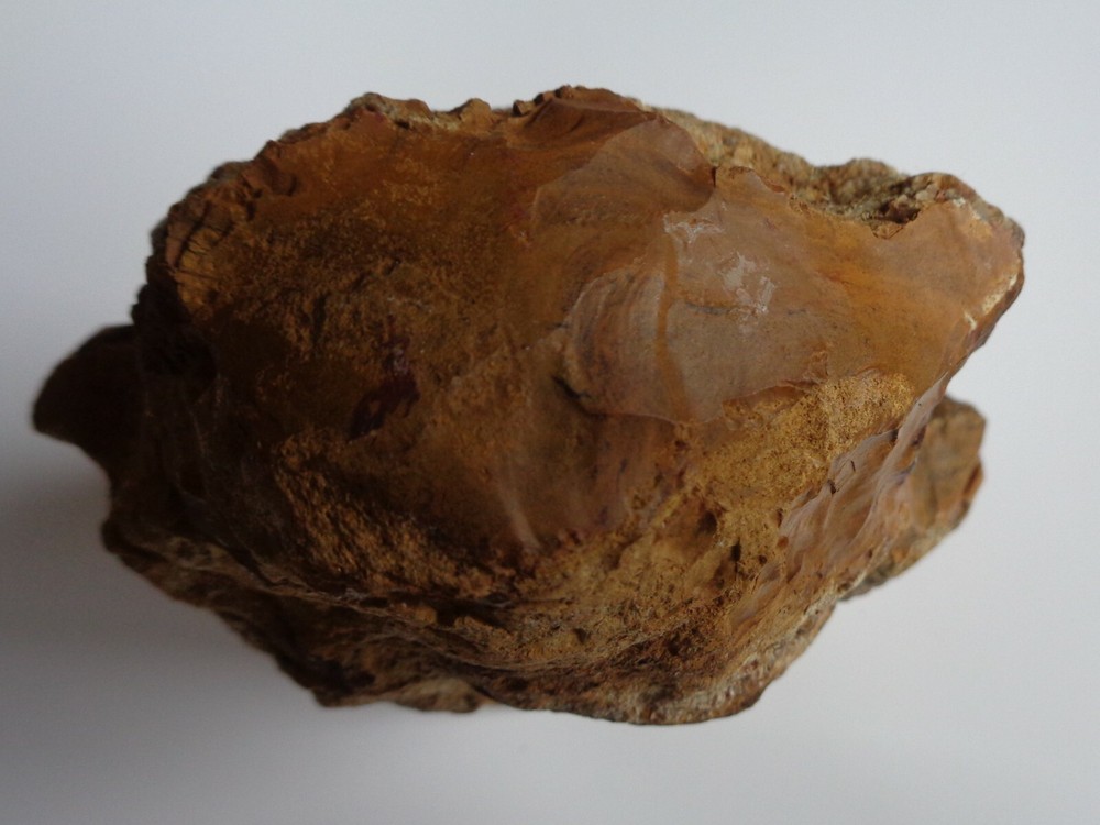 PETRIFIED WOOD - COLORADO LARGE NICE EXAMPLE!!