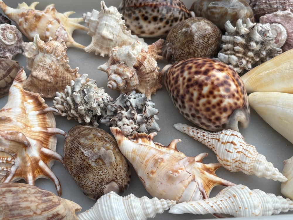 Large Seashells Assortment 10 Different Species Best Value