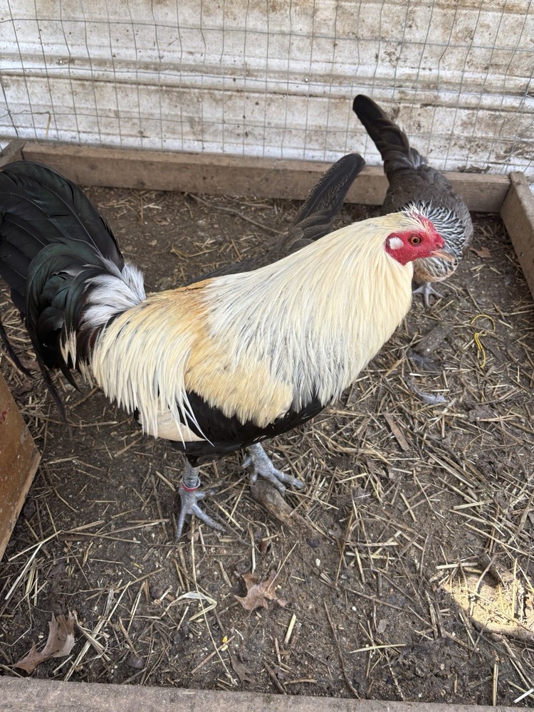 12 clement hatching eggs