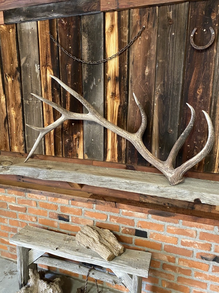 Large Elk Shed ~ Antler