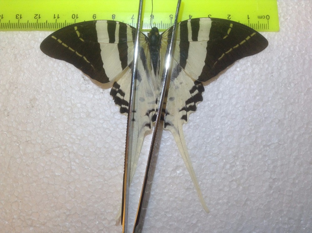 IND 00 A+/ A Graphium androcles Swordtail JUMBO  Papilio