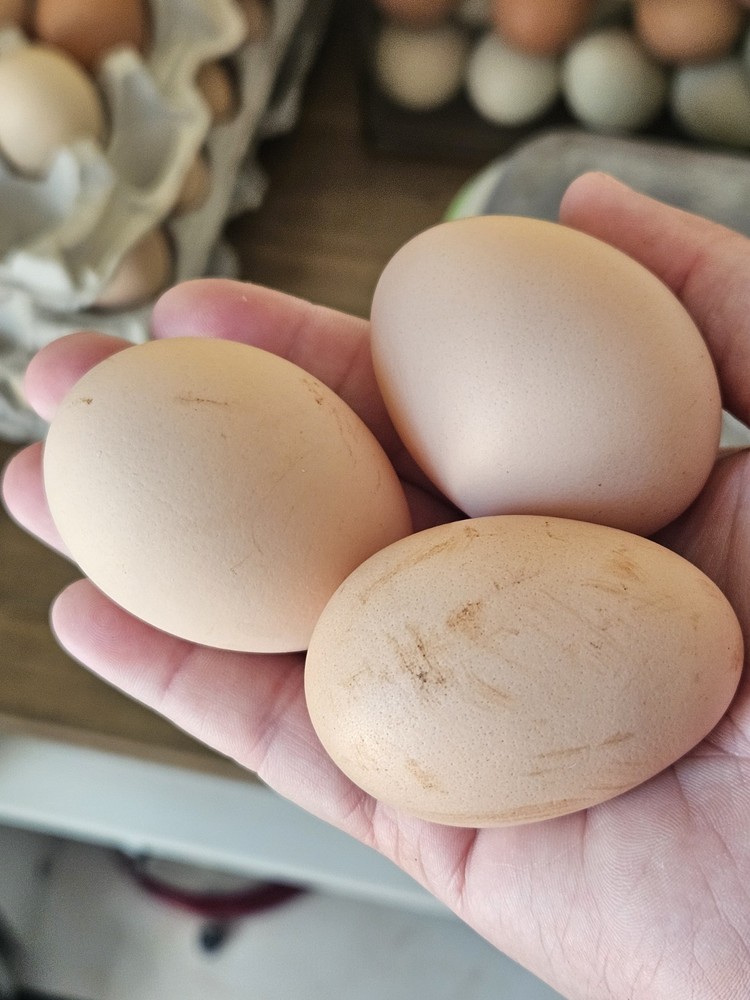 12 Lavender Orfington Hatching Eggs