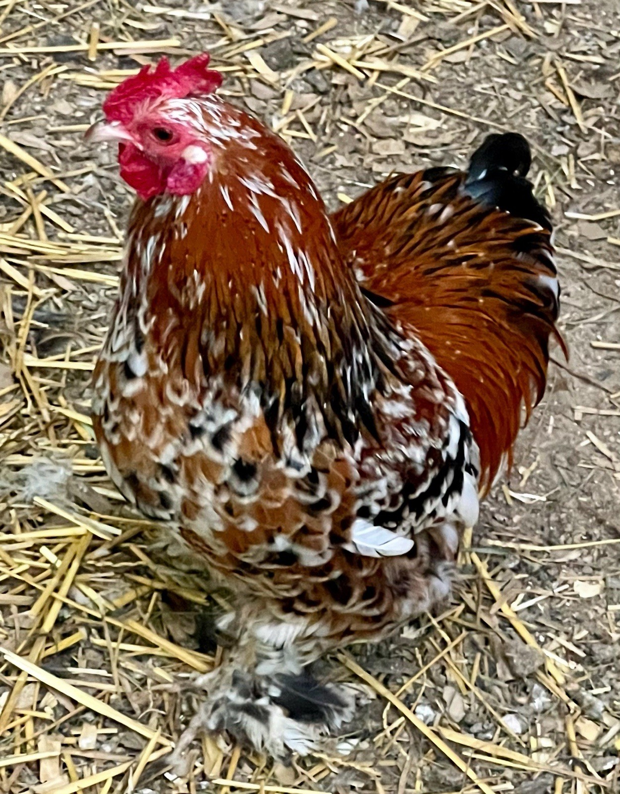 Dozen Mille Fleur Bantam Cochin Eggs