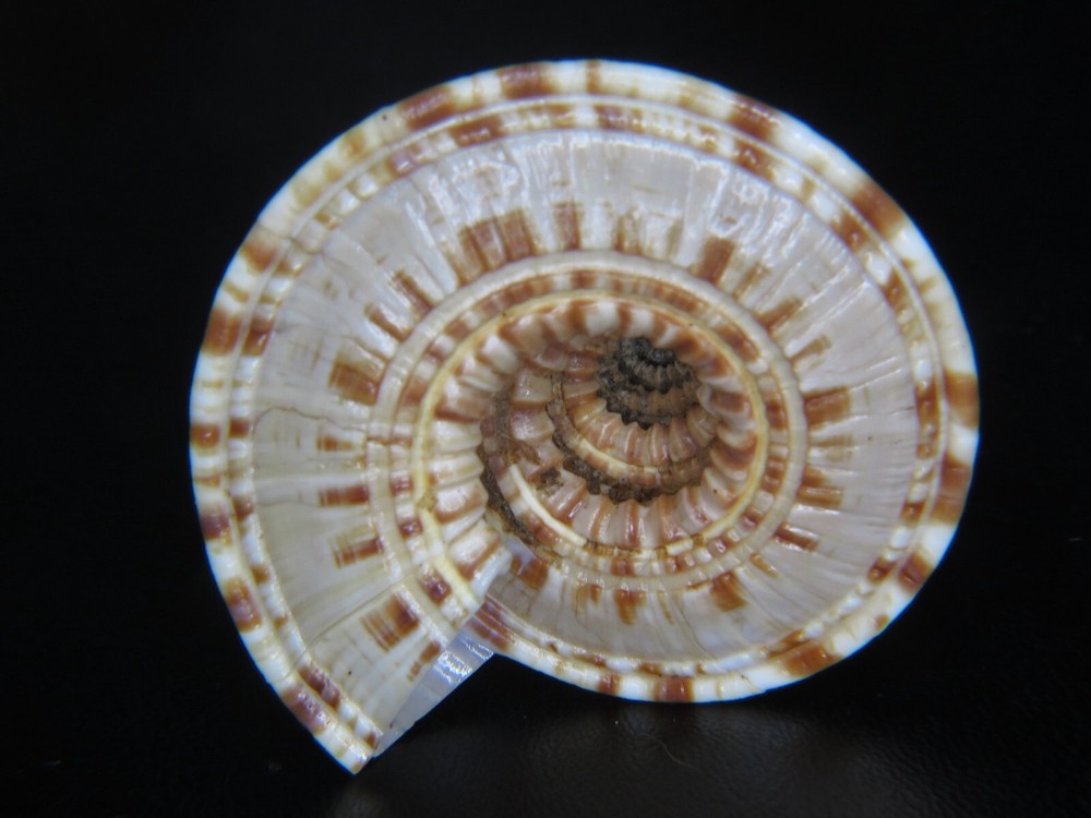 ARCHITECTONICA TROCHLEARIS SP: HUGE SIZE & UNUSUAL LOOKING @ 50.98MM!