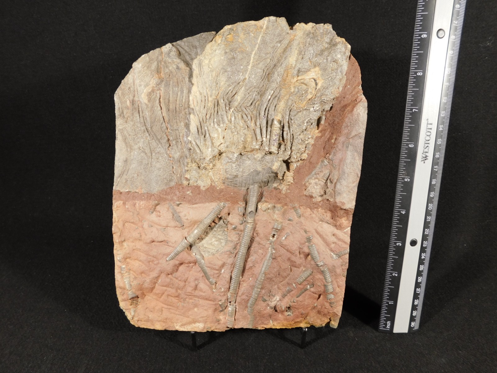 BIG! 430 Million Year Old! CRINOID Fossil or Sea LILY Fossil Morocco 1570gr