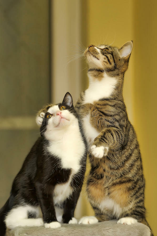 cat immune system boost - CAT IMMUNE SYSTEM BOOSTER - selenium for cats 2B
