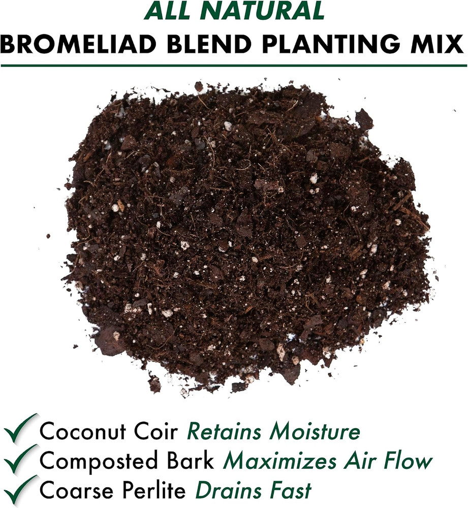 Bromeliad Blend 8 Quart
