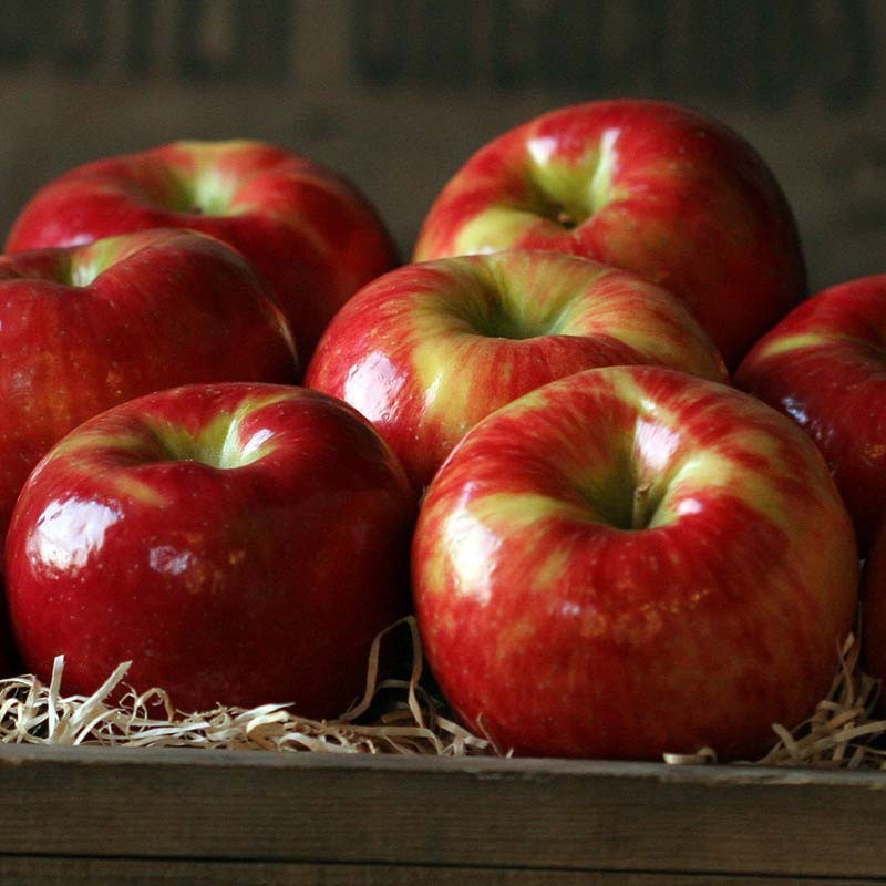 Fresh HoneyCrisp Apples (4 LBS)