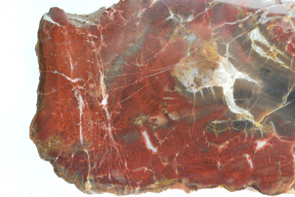 Petrified Wood Circle Cliffs Utah Polished
