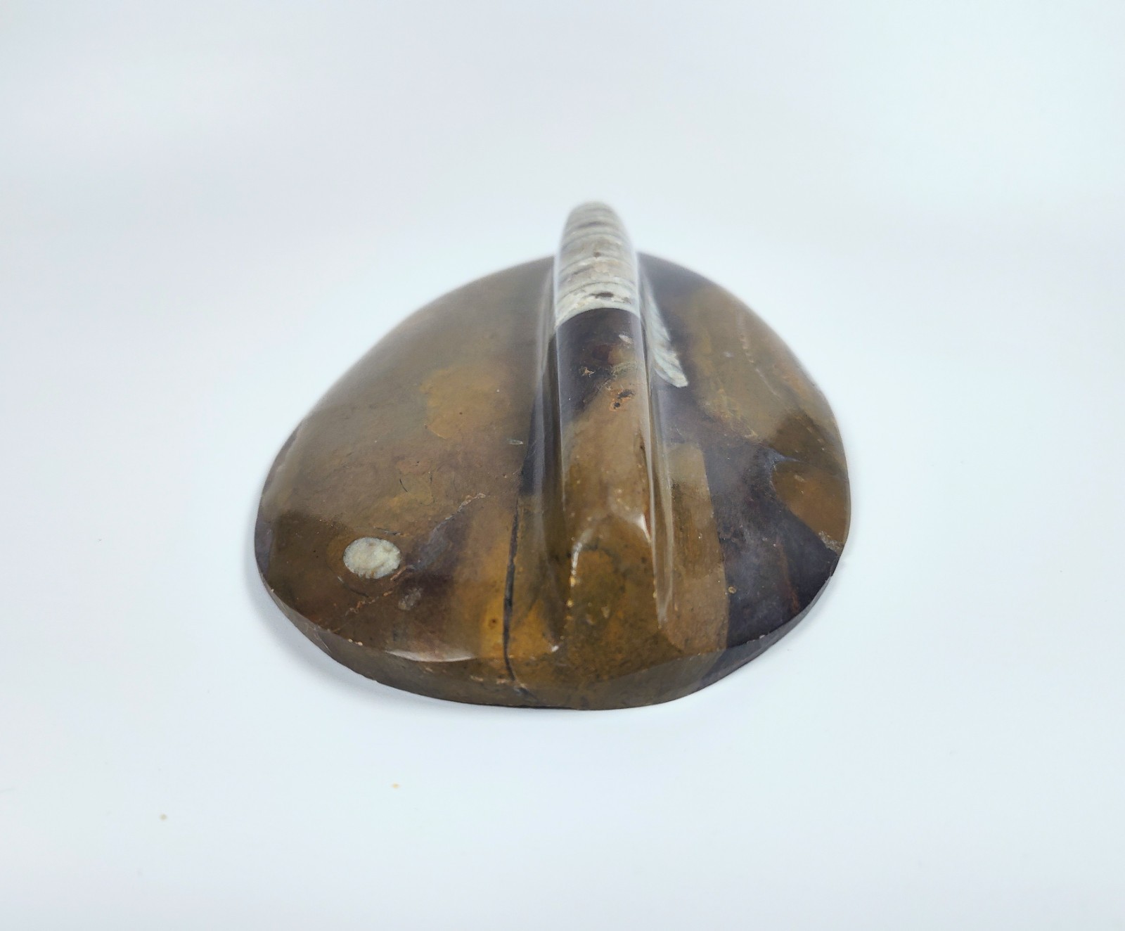 Large 7" Polished Orthoceras Fossil Specimen - Morocco 400MYO Prehistoric Decor